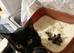 Enlace a Error fatal