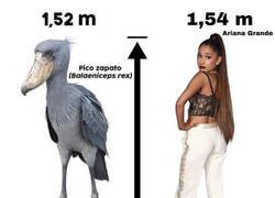 Enlace a Prácticamente la misma estatura