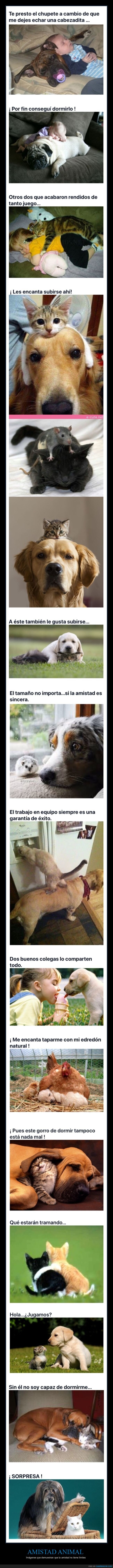 animales,amistad