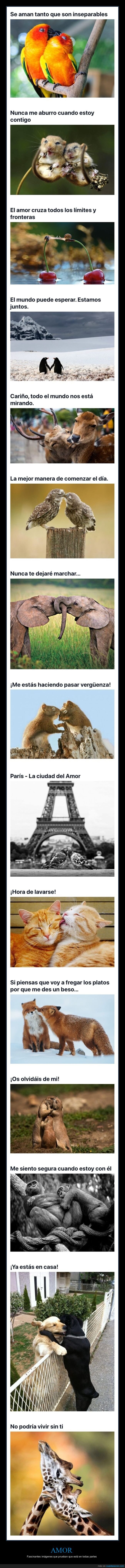 amor,animales
