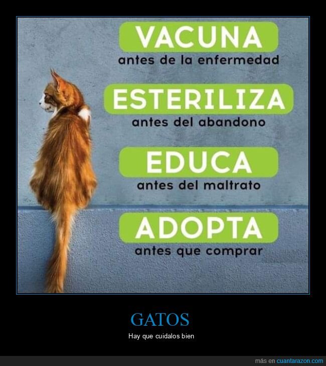 gatos,cuidados