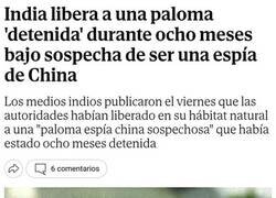 Enlace a La paloma sospechosa de espionaje