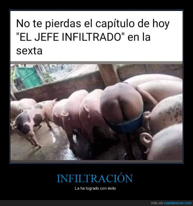 cerdos,el jefe infiltrado,wtf