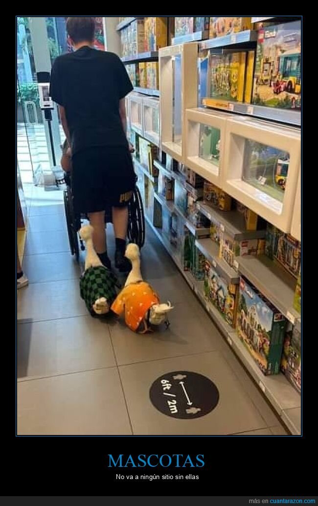 mascotas,patos,tienda