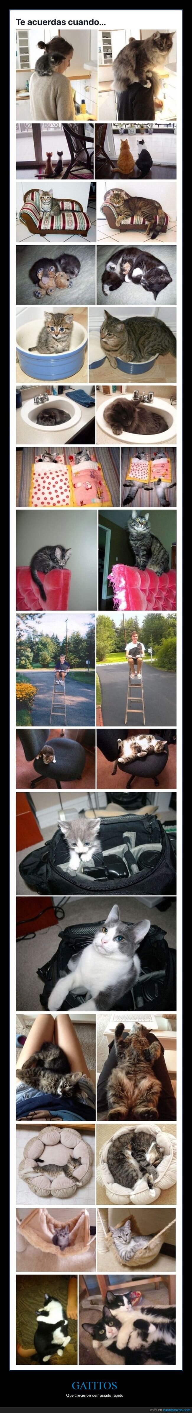gatos,crecer,antes,después