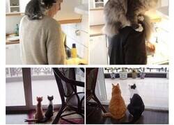 Enlace a El antes y después de estos gatitos que crecieron demasiado rápido