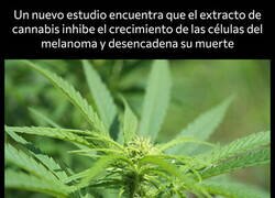 Enlace a Propiedades medicinales que no estamos aprovechando