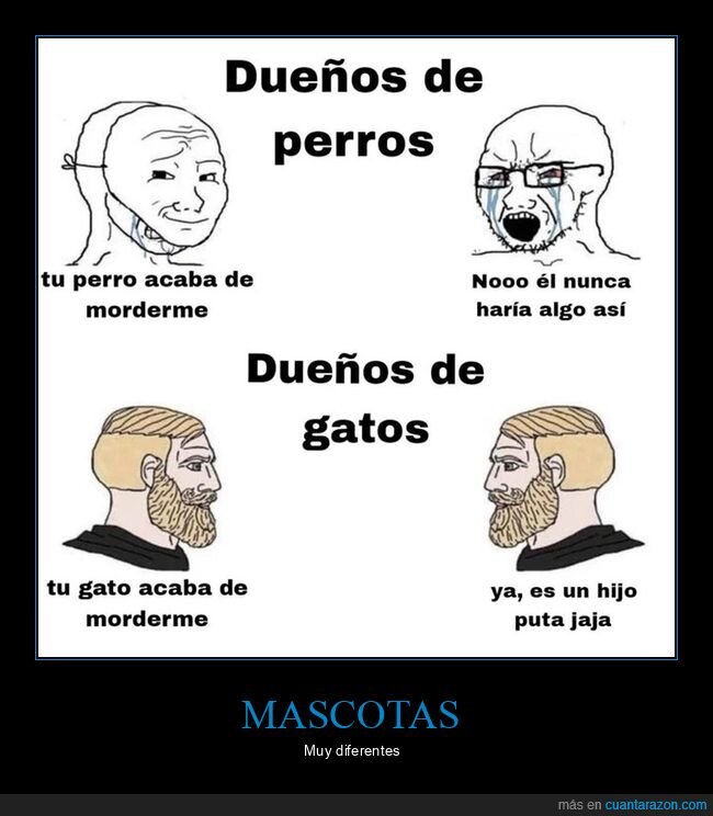 dueños,gatos,morder,perros