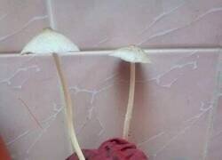 Enlace a Demasiado tiempo posponiendo la colada