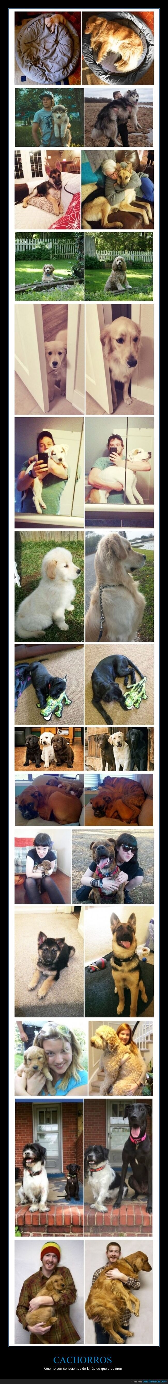 cachorros,perros,crecer