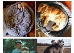 Enlace a Cachorros que no son conscientes de lo rápido que crecieron