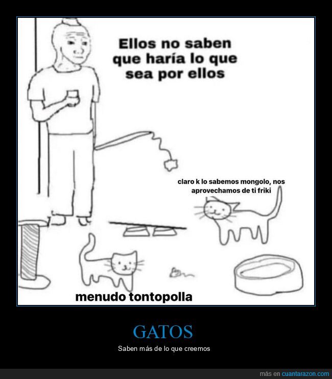 gatos,hacer,saber