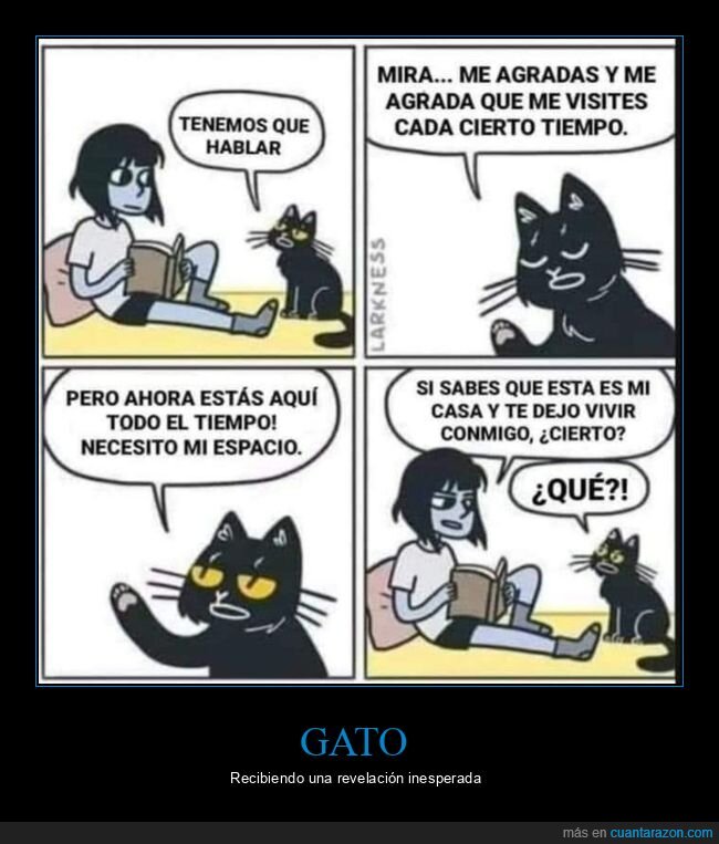 gato,casa