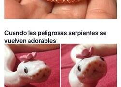 Enlace a Divertidas imágenes de estas serpientes con adorables gorros