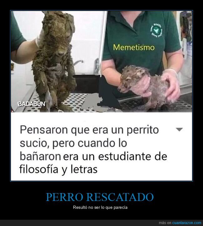 bañar,estudiante de filosofía y letras,perro,sucio