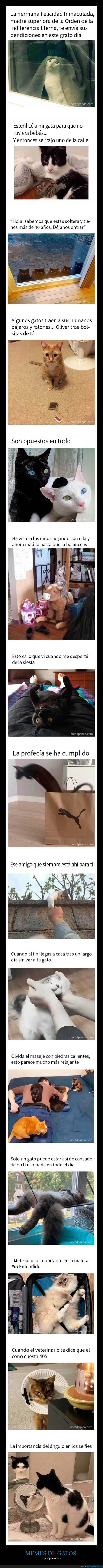 memes,gatos