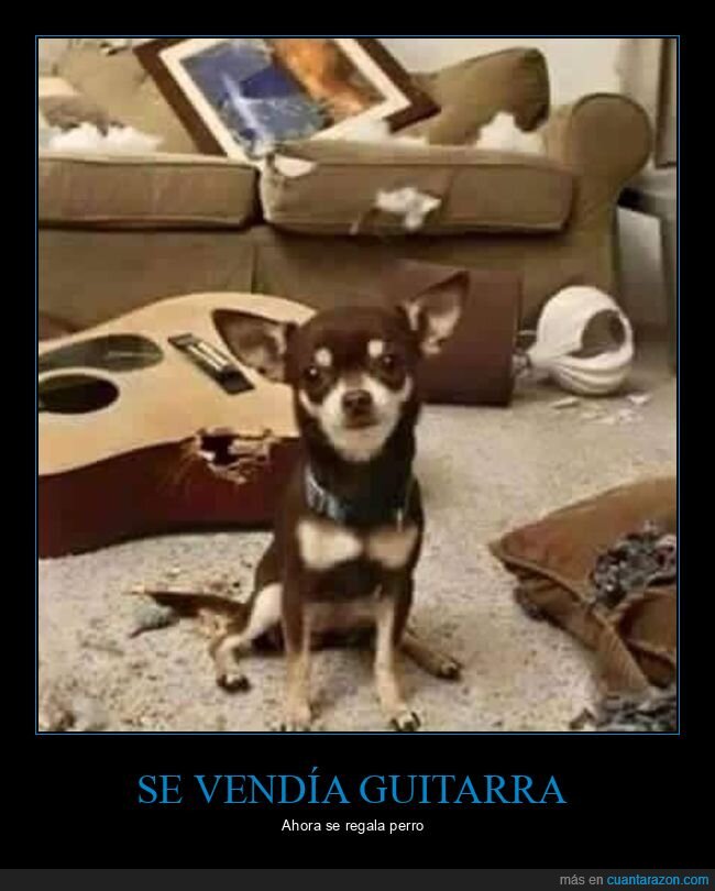 guitarra,perro