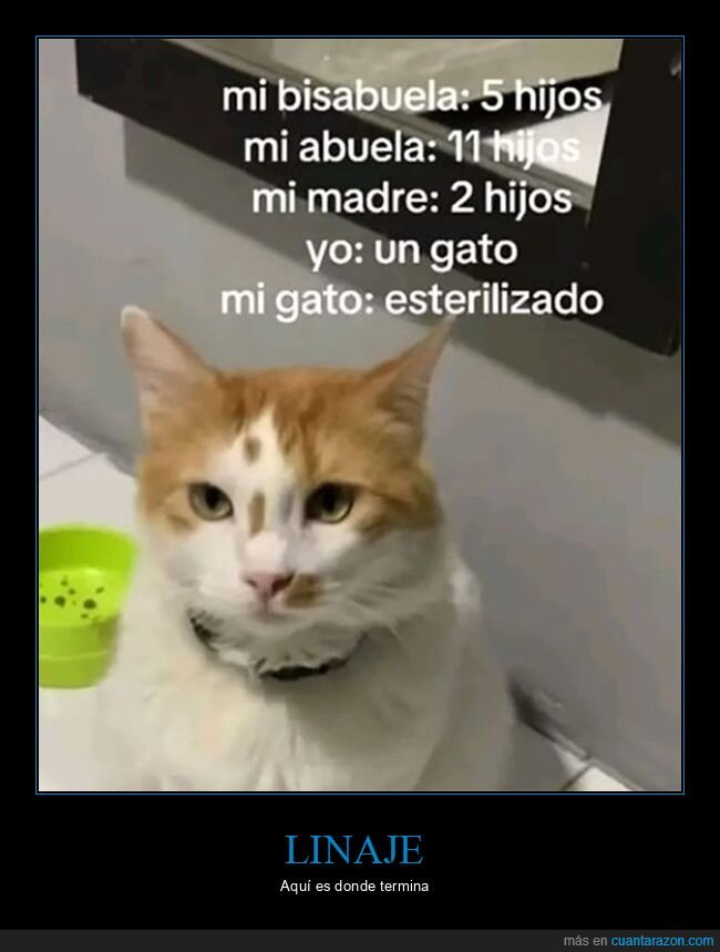 esterilizado,gatos,hijos