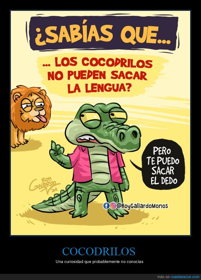 cocodrilos,sacar la lengua,curiosidades