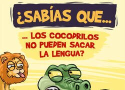 Enlace a Curiosidad sobre los cocodrilos