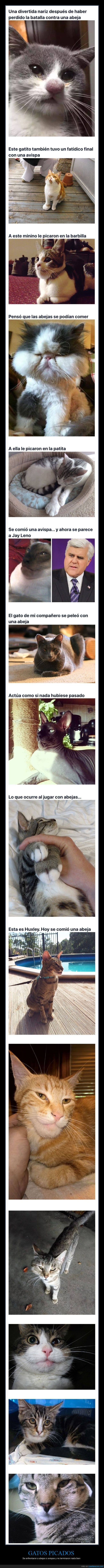 gatos,abejas,avispas,picaduras