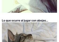 Enlace a Gatos que se enfrentaron a una abeja y no terminaron nada bien