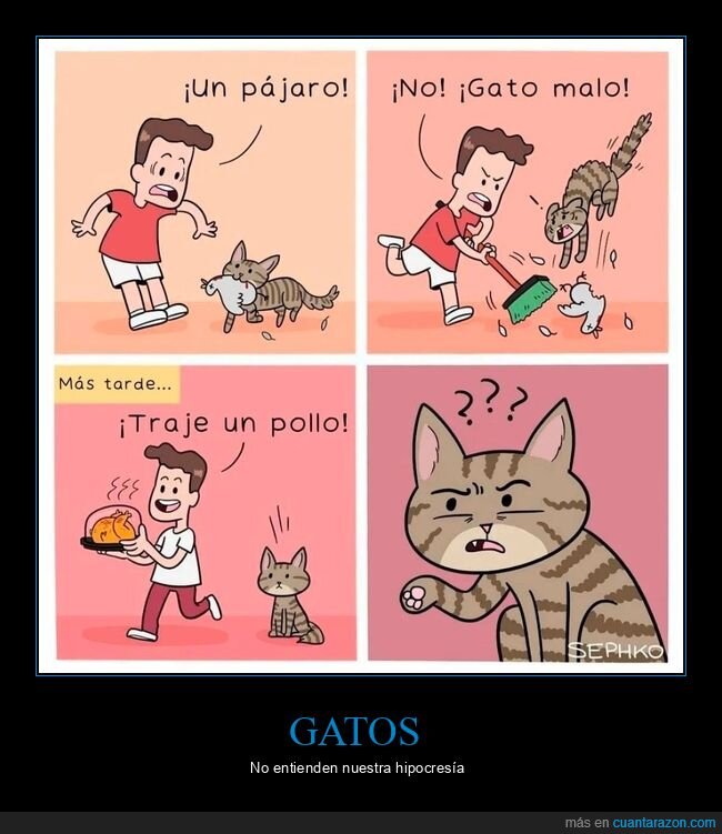 gato,pájaro,pollo