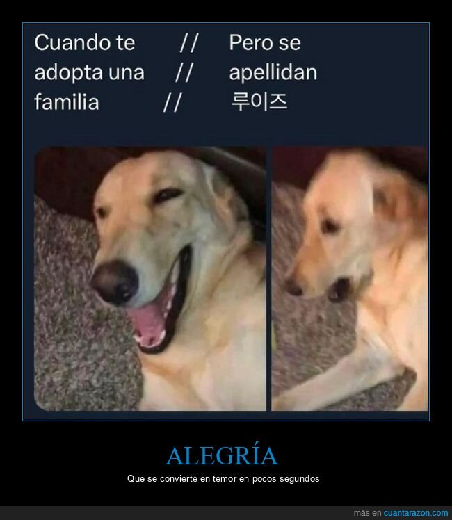 adoptar,chinos,perros