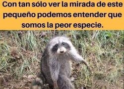 Enlace a La peor especie