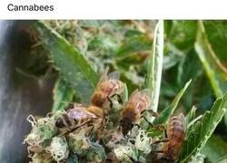 Enlace a Abejas marihuaneras