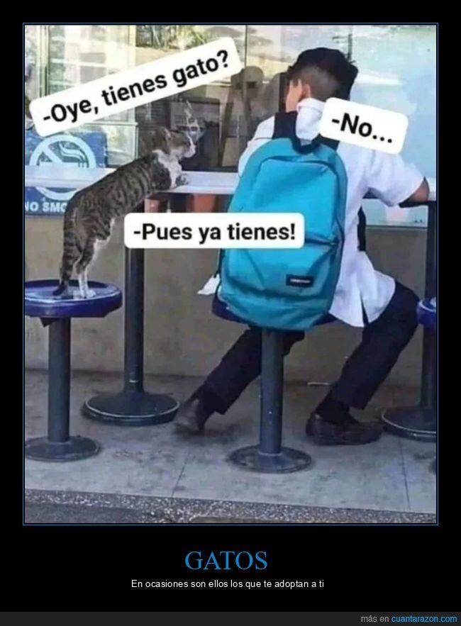 gato,tener