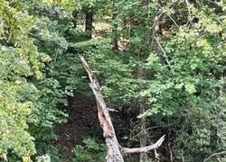 Enlace a De camino a Isengard