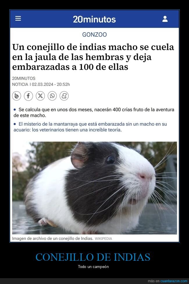 conejilo de indias,jaula,embarazadas