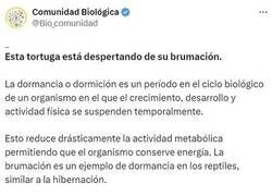 Enlace a Tortuga en proceso de brumación