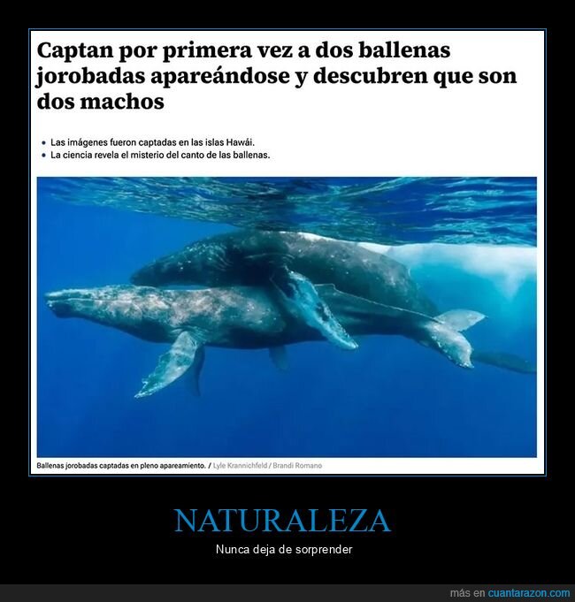 apareándose,ballenas,machos