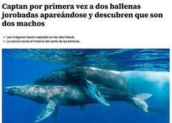 Enlace a Cosas de ballenas