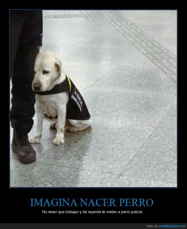 perro policía,perros,trabajar