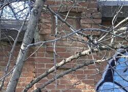 Enlace a Orgullo materno