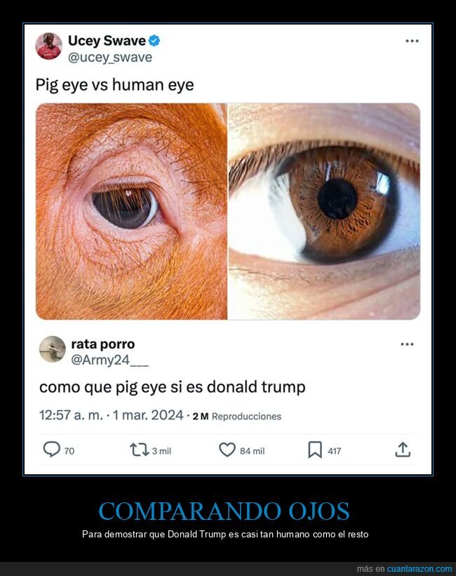 cerdo,donald trump,hmano,ojo,políticos