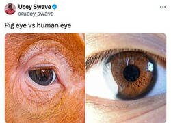 Enlace a Ojo de cerdo VS Ojo humano