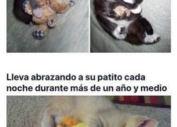 Enlace a Perros y gatos que después de años no pueden separarse de sus juguetes favoritos