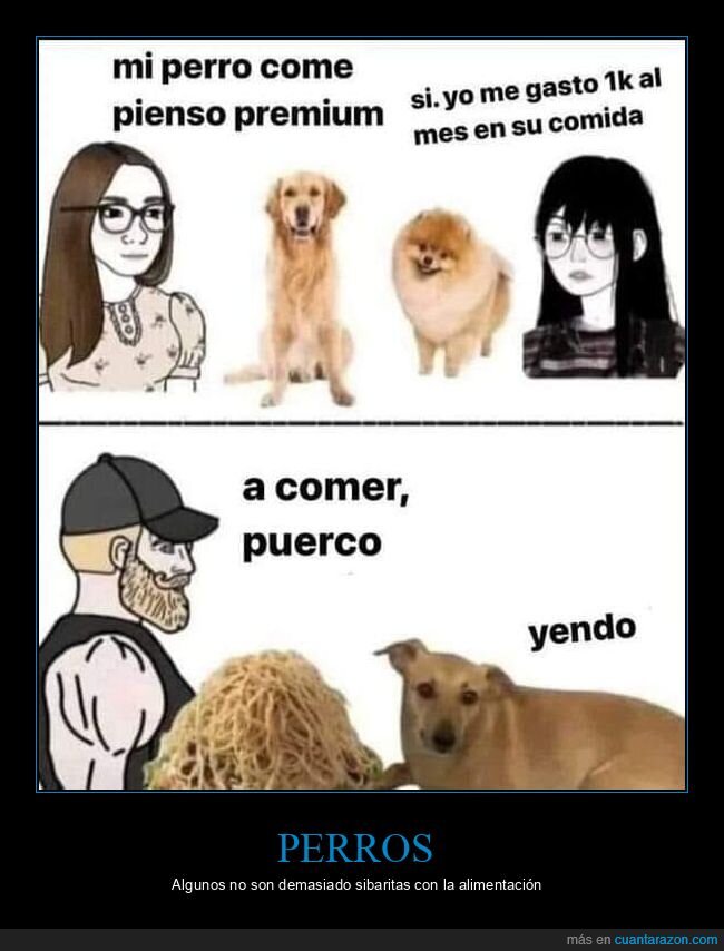 perros,pienso,comida