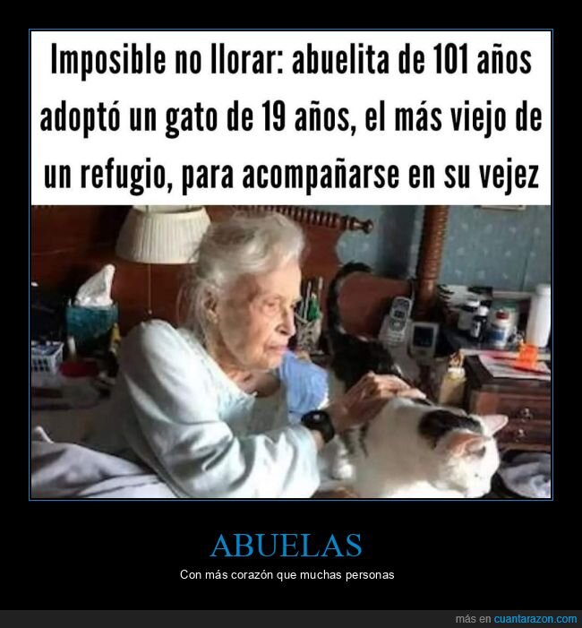 abuela,adoptar,gato,viejo