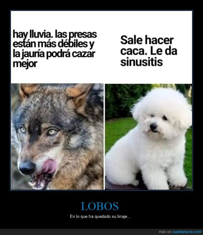 cazar,lluvia,lobos,perros,sinusitis