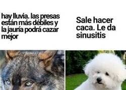 Enlace a Para lo que han quedado...