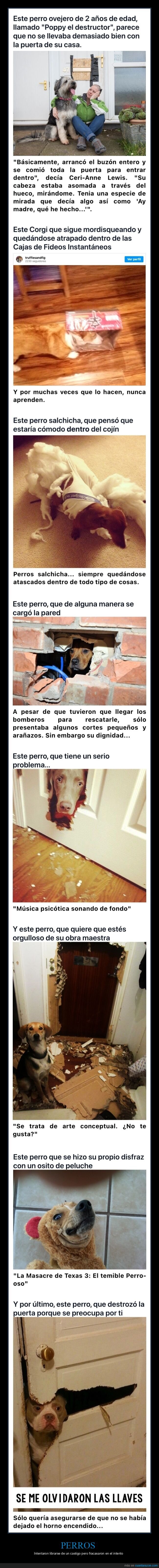 perros,librarse,castigo