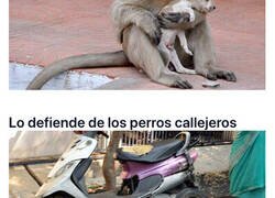 Enlace a  Este increíble mono ha adoptado un cachorrito y se ha convertido en su mayor defensor