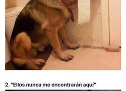 Enlace a Perros que trataron de esconderse pero no les salió demasiado bien