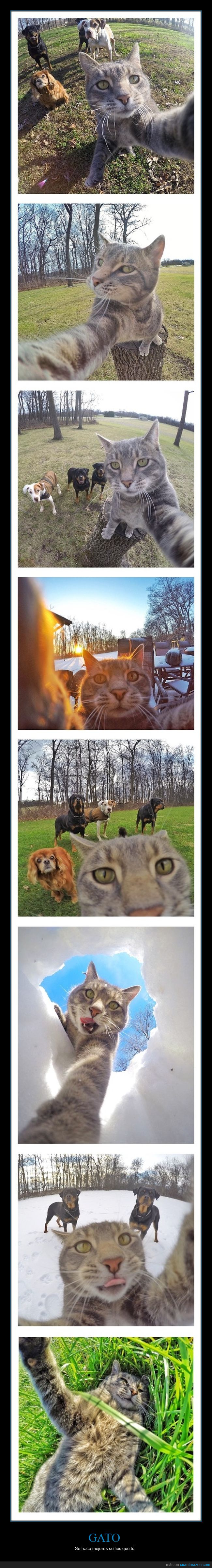 gato,selfies