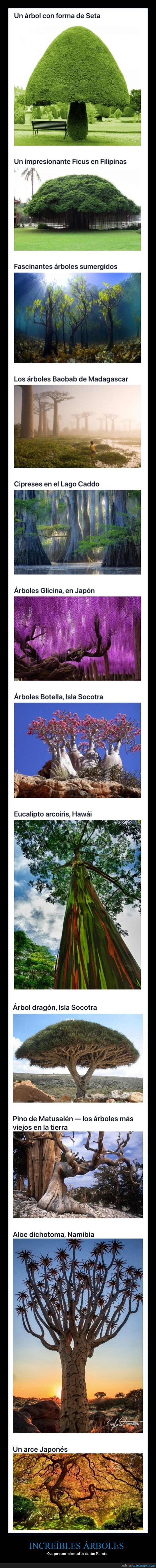 árboles,curiosidades